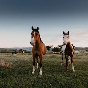 Horses on the property.