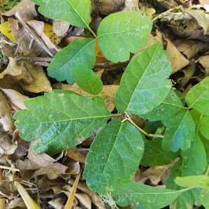 I *hope* that's not poison oak growing underneath my hammock, next to an actual oak tree! There's a sign about it up front, so be on the lookout and have appropriate gear just in case.