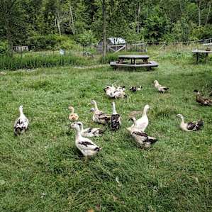 Farm, Forest, Happy People