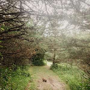A bunny on one of the trails.