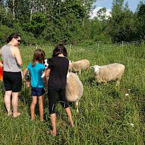 Meeting the sheep!