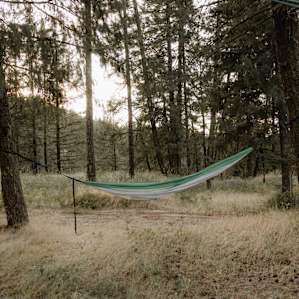 forest hammock activity