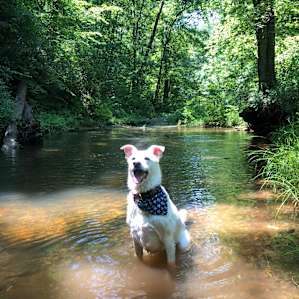 Cooling off in the creek.