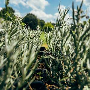 More herbs from Breston's greenhouse