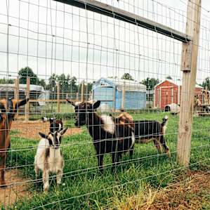 Lots of animals around to visit