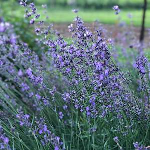 Johns garden boast incredible herbs that you can make fresh tea from.