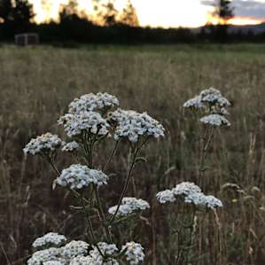 wild flowers near camp site