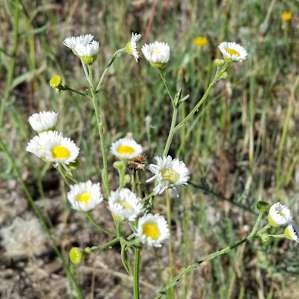 Wild flowers