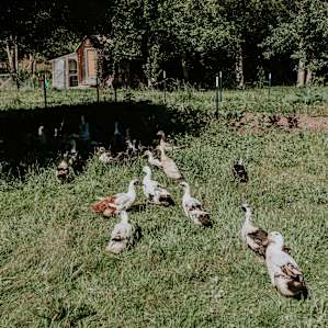 farm animal ducks
