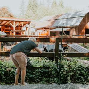cabin farm animal