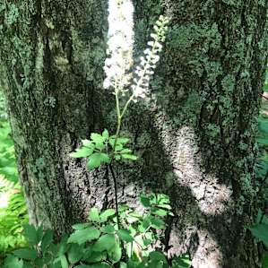 Off Grid Medicinal Herb Farm