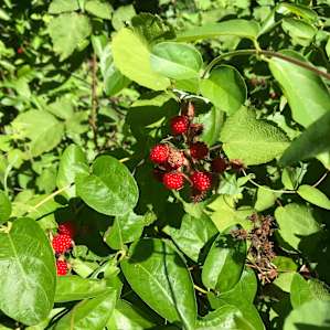Off Grid Medicinal Herb Farm