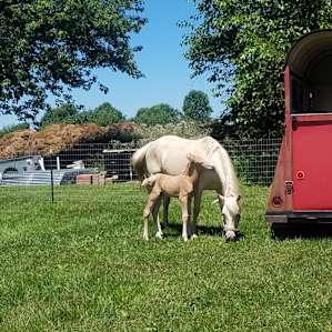 That foal is a few hours old - he was born overnight while we were camping!