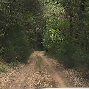 The road to upper falls in july