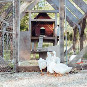 Ducklings