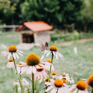 I visited at such a great time - there were so many butterflies around Red Gate Farm.