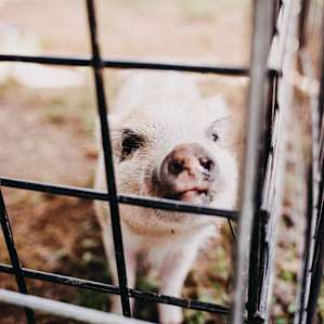 animal pig