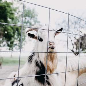 farm animal goat