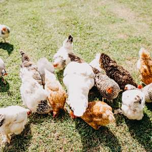 animal chicken