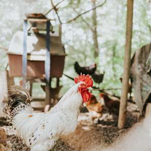 animal rooster