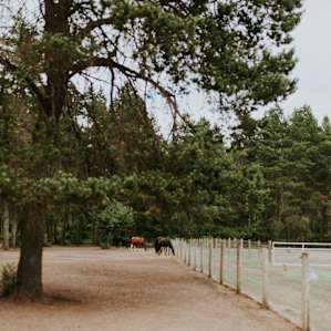 forest horse farm