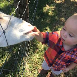 Silk Purse Farm