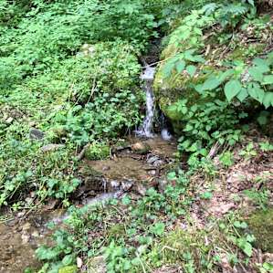 Greenheart Forest