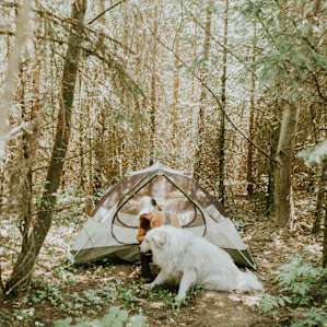 tent forest people