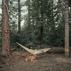forest dog hammock