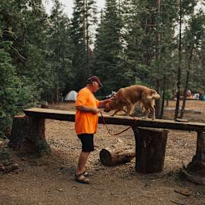 forest dog animal