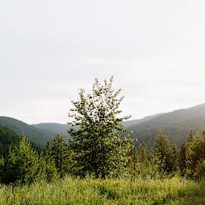 forest sun