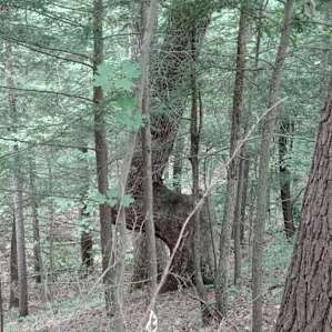 "Mountainside Camp" (Naples, NY)