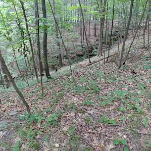 "Mountainside Camp" (Naples, NY)