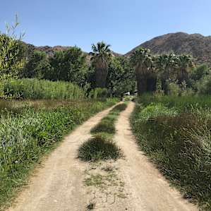 The walk down to the pond