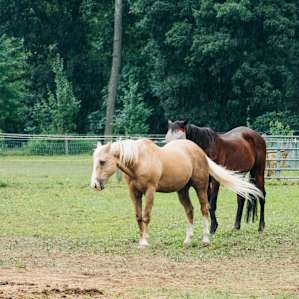 The care that goes into these horses is very apparent. There are options to have a tour or lesson with them as well.