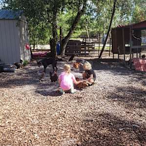 Kids playing with many chickens of all ages and breeds.