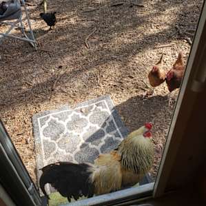 Mr Rooster wanted inside my camper.