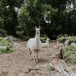 forest animal llama