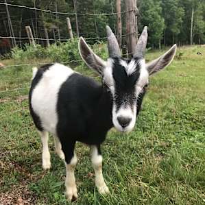 La Lu Farm Goat Yurt