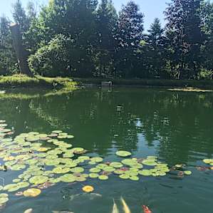 The pond. I could sit here for hours.
