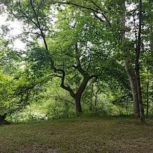 Cool looking beech tree