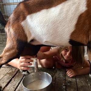 I learned how to milk a goat!