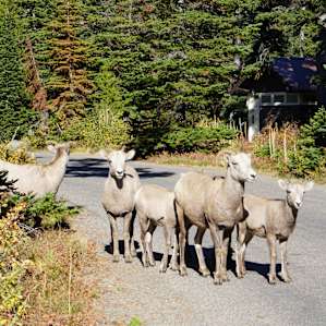 Bighorn Sheep frequent the site