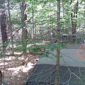 Gateway to the Forest