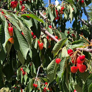 They have a beautiful bright red cherry tree in their orchard.