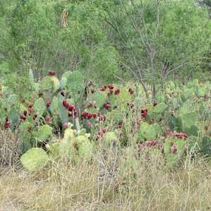 South Llano River Campground