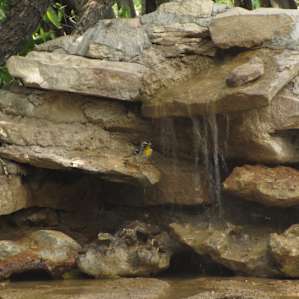 The water feature at the Acorn Bird Blind. Caught this sweet Yellow throated warbler enjoying the water.