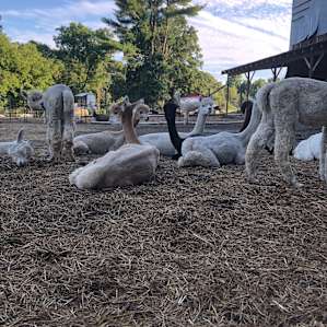 Alpacas settling in for dinner and a sleep.