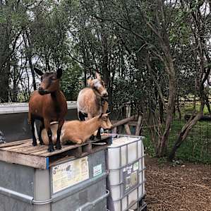 Goats goating