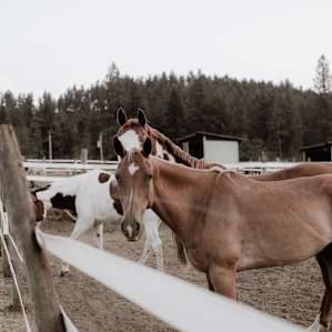 horse farm animal